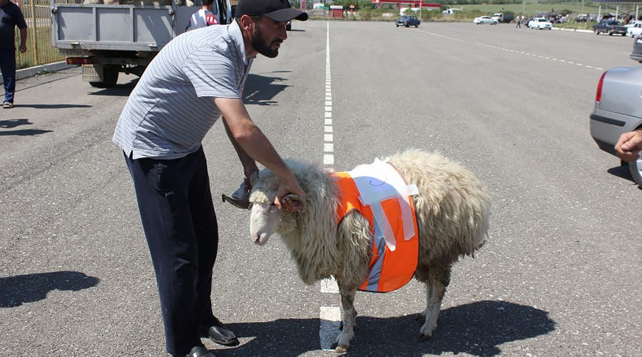 В Дагестане выбрали самую красивую овцу © Фото пресс-службы Буйнакского района республики Дагестан, буйнакскийрайон.рф