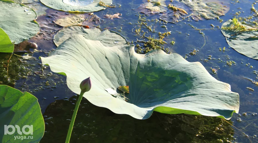  &copy;&nbsp;Фото Марины Солошко, Юга.ру