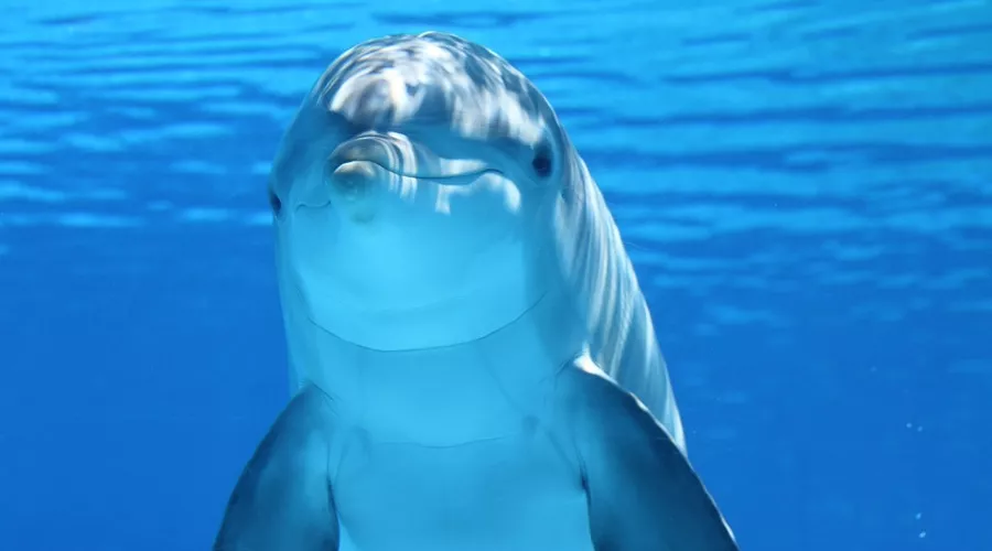  &copy;&nbsp;Фото с сайта pixabay.com