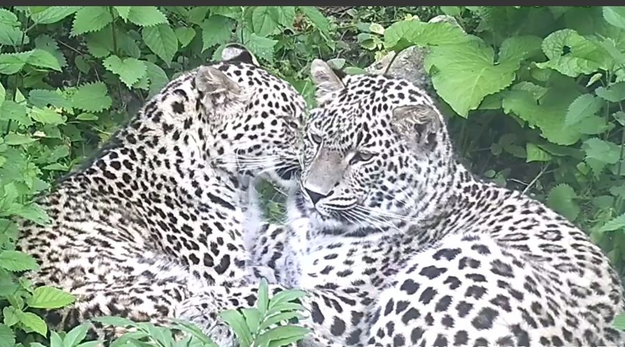  © Скриншот из телеграм-канала «Центр восстановления леопарда на Кавказе» https://t.me/leopardcenter/221