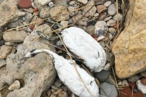 Падеж птицы © Фото из группы vk.com/etorostovnadonu