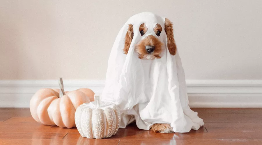  &copy;&nbsp;Фото Paige Cody, unsplash.com