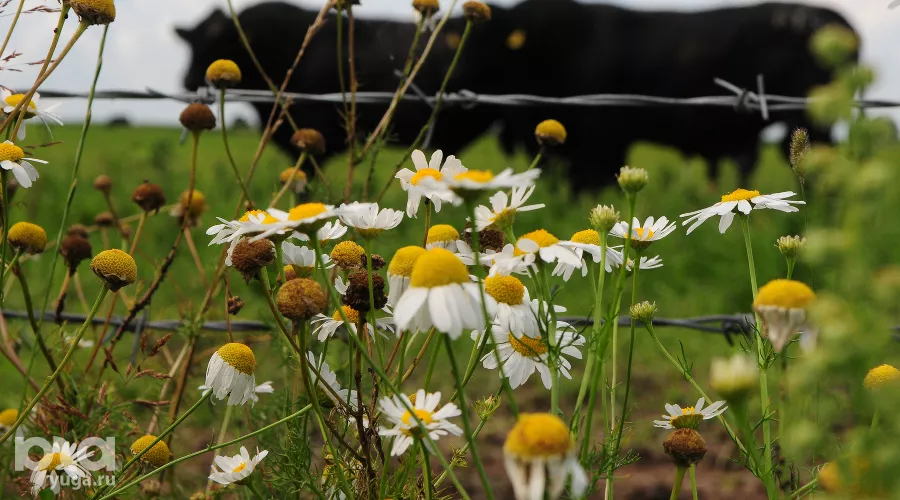 Мясная ферма в Брянской области  &copy;&nbsp;Фото Елены Лободиной, Юга.ру