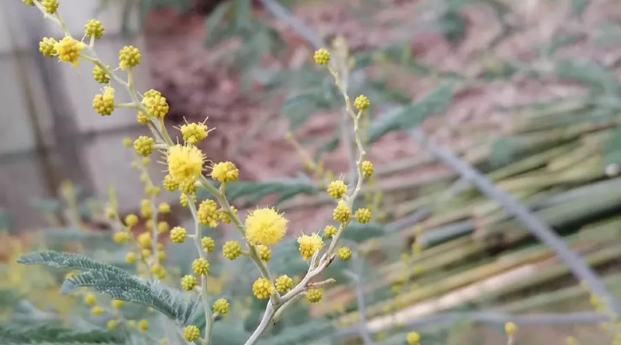 Акация серебристая (мимоза) &copy;&nbsp;Фото пресс-службы Сочинского нацпарка