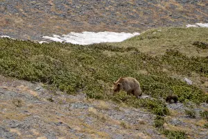  &copy;&nbsp;Фото Юрия Спасовского, пресс-служба Кавказского биосферного заповедника