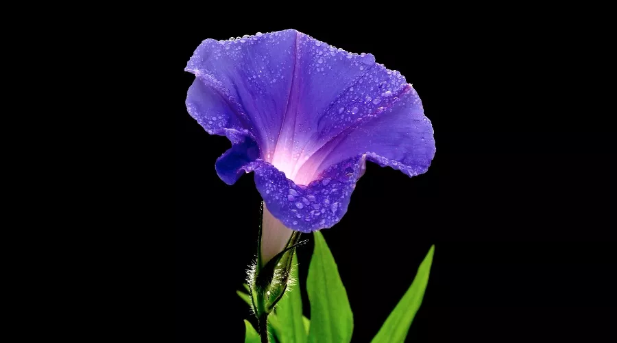 Турбина щитковидная &copy;&nbsp;Фото Bearbeitung, wikipedia.com (общественное достояние)