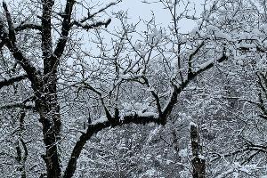  © Фото пресс-службы Кавказского заповедника