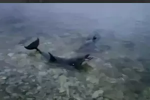  &copy;&nbsp;Скриншот видео из телеграм-канала &laquo;ЧП Севастополь&raquo;, t.me/chp_sevastopol