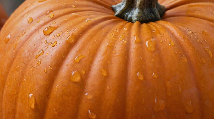 тыква &copy;&nbsp;Сгенерировано с помощью нейросети Gigachat