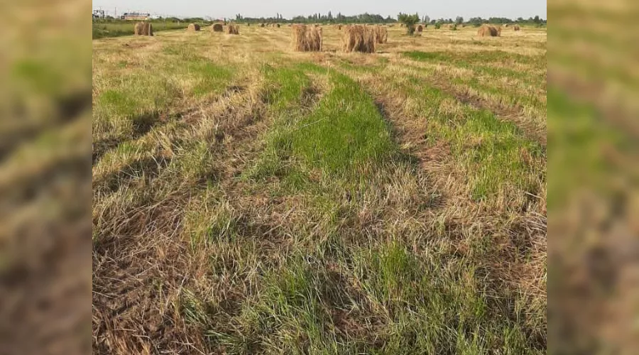 Участки многодетных семей в Энеме &copy;&nbsp;Фото предоставлено владельцами земельных участков