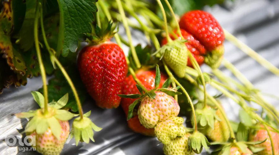  &copy;&nbsp;Фото Елены Синеок, Юга.ру