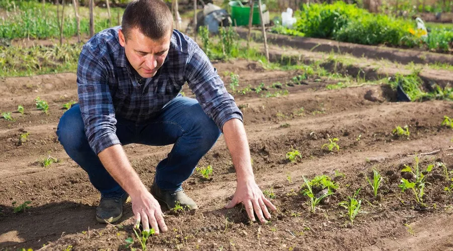 огород &copy;&nbsp;Изображение сгенерировано нейросетью Gigachat