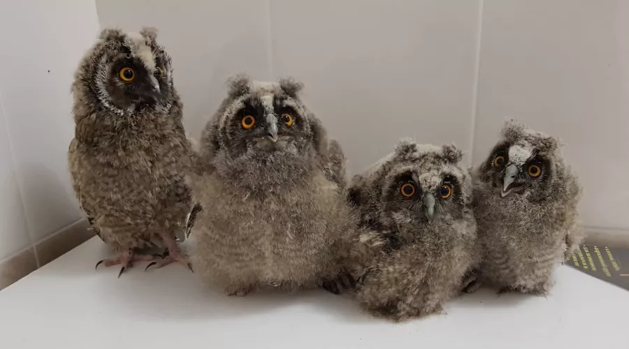  &copy;&nbsp;Фото из группы &laquo;"Рио" — Помощь диким птицам Краснодар&raquo;, vk.com/riokrasnodar23