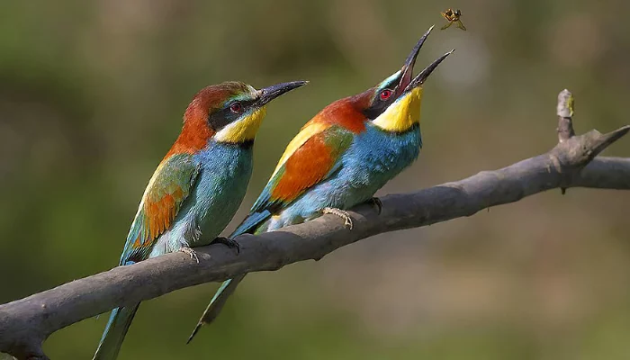 Щурка &copy;&nbsp;Фото с сайта commons.wikimedia.org