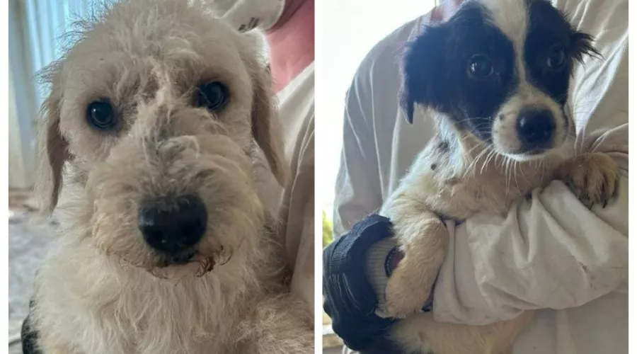  &copy;&nbsp;Скриншот из телеграм-канала &laquo;ЗооВлог Никулина&raquo; https://t.me/zooblog_nkln/590