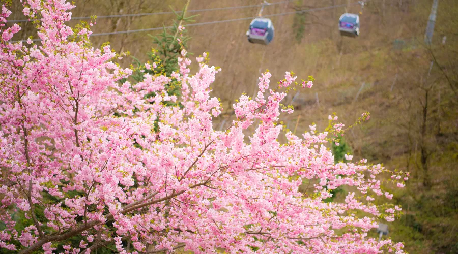 &copy;&nbsp;Фото Владимира Клюшкина, предоставлено пресс-службой курорта &laquo;Роза Хутор&raquo;