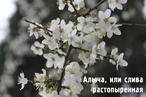  &copy;&nbsp;Фото пресс-службы Сочинского нацпарка