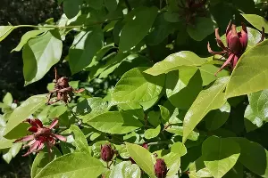 Винное дерево &copy;&nbsp;Фото пресс-службы Сочинского нацпарка