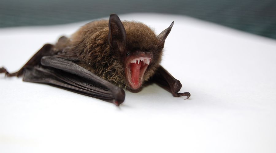 Летучая мышь © Фото Todd Cravens, unsplash.com