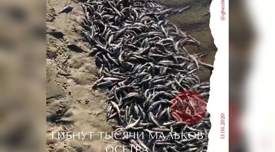  © Скриншот видео из телеграм-канала «Жесть Краснодара и края», t.me/ghestkrd