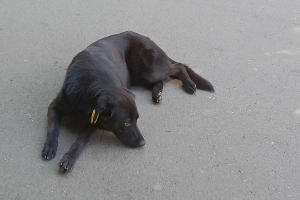 Чипированная бродячая собака © Фото Ярославы Гуляевой, Юга.ру