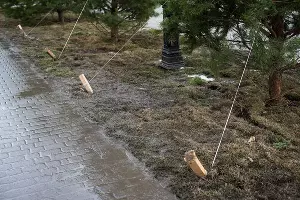 Аллея в честь 80-летия образования Краснодарского края &copy;&nbsp;Фото Елены Синеок, Юга.ру