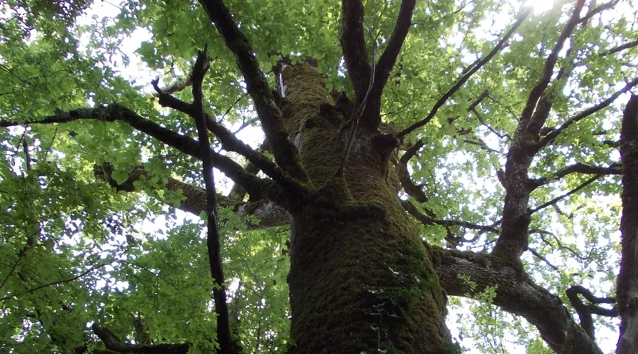  &copy;&nbsp;Фото с сайте npsochi.ru