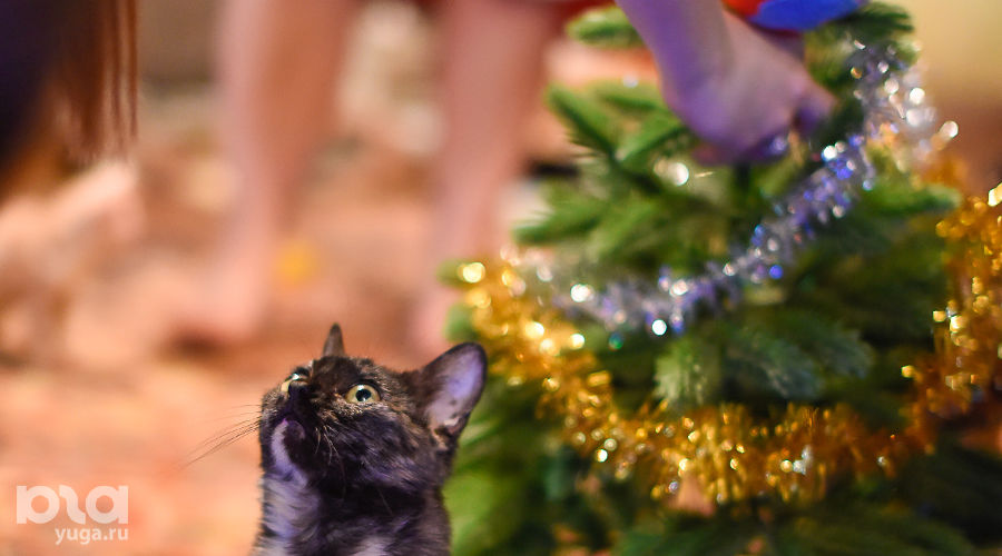  © Елена Синеок, Юга.ру