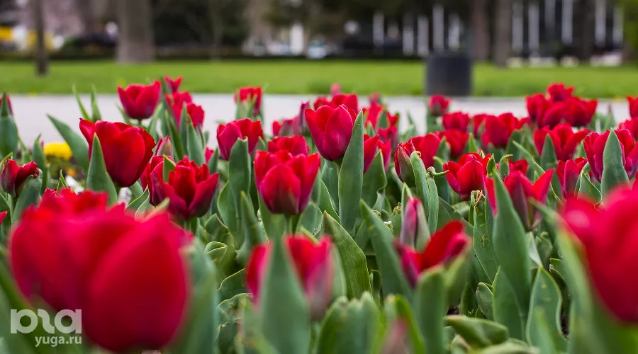  &copy;&nbsp;Фото Елены Синеок, Юга.ру