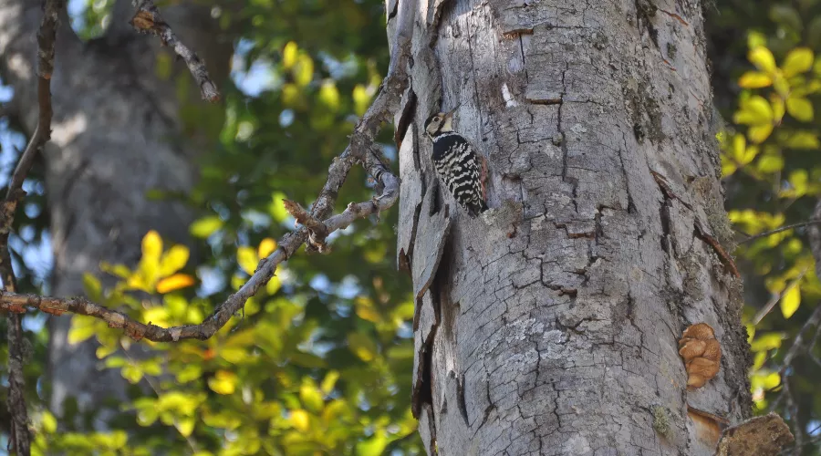 Наблюдение за птицами на «Розе Хутор» &copy;&nbsp;Фото пресс-службы горного курорта &laquo;Роза Хутор&raquo;