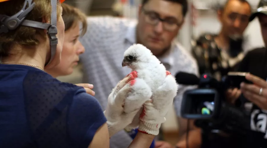  &copy;&nbsp;Фото Aris Vouros &laquo;Самка сапсана Сибирь в Греции&raquo;, предоставлено проектом &laquo;Атлас птиц Уфы&raquo;