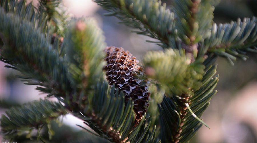 В Краснодаре заработали елочные базары © Фото Алены Живцовой, Юга.ру