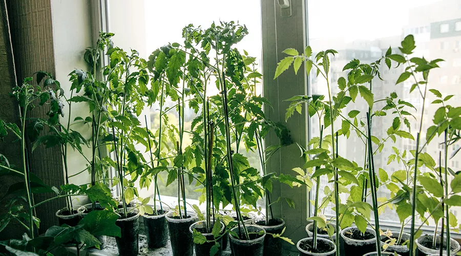 Томаты на подоконнике &copy;&nbsp;Фото Юлии Исаевой, freepik.com