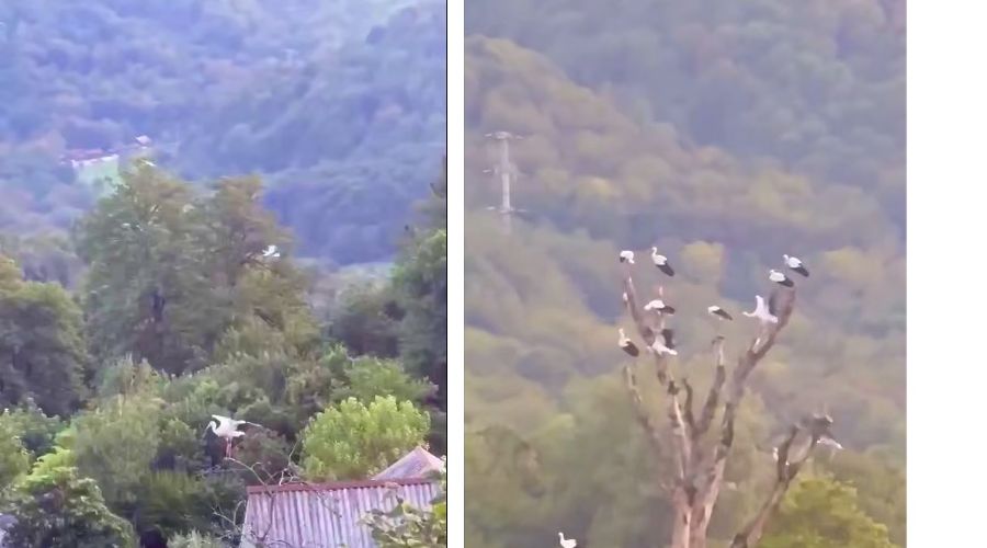  © Коллаж из скриншотов фото из телеграм-канала «Сочинский географ»