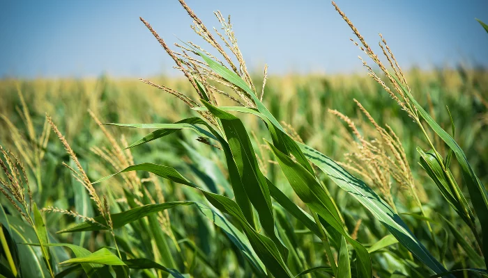 День поля в Адыгее &copy;&nbsp;Фото Елены Синеок, Юга.ру