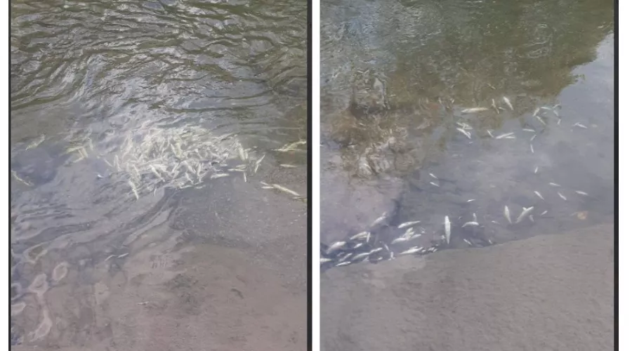  &copy;&nbsp;Скриншот из телеграм-канала &laquo;ЧП Дагомыс&raquo; https://t.me/Chp_Dagomys/18128