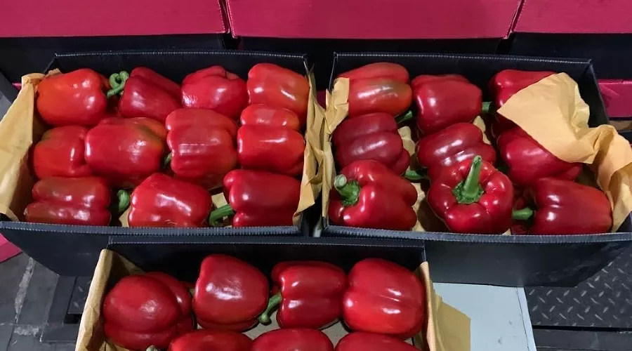  &copy;&nbsp;Фото пресс-службы Краснодарской таможни