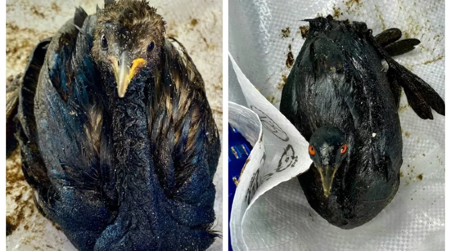  &copy;&nbsp;Скриншот из телеграм-канала штаба &laquo;Дельфины&raquo; https://t.me/shtab_delfin/1247