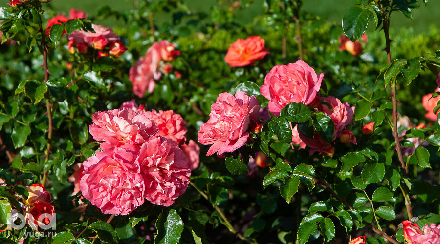  © Фото Дмитрия Леснова, Юга.ру