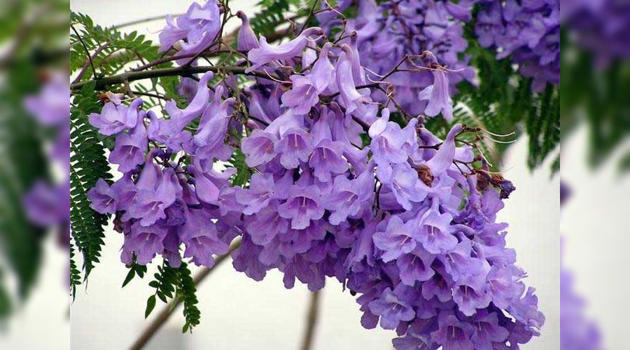  © Фото пресс-службы Сочинского нацпарка