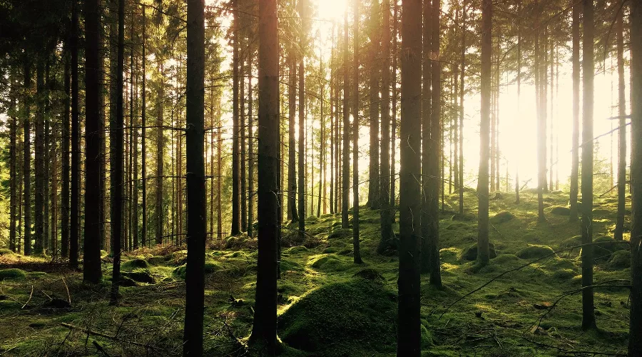  &copy;&nbsp;Фото с сайта unsplash.com