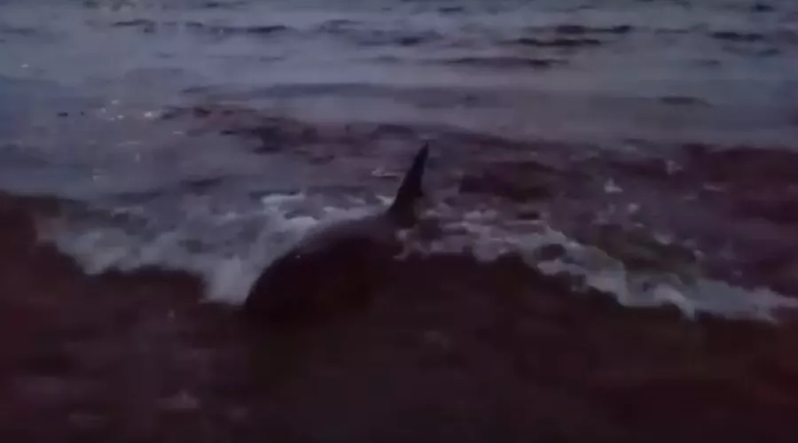  &copy;&nbsp;Скриншот видео со страницы центра спасения дельфинов &laquo;Дельфа&raquo; во &laquo;Вконтакте&raquo;, vk.com/delfacenter