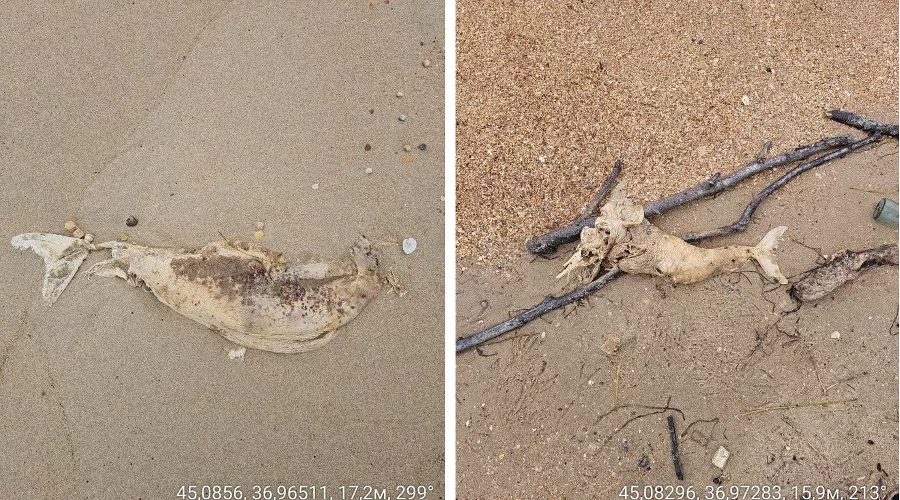  &copy;&nbsp;Коллаж из скриншотов фото из телеграм-канала &laquo;Эколог Жора Каваносян&raquo;