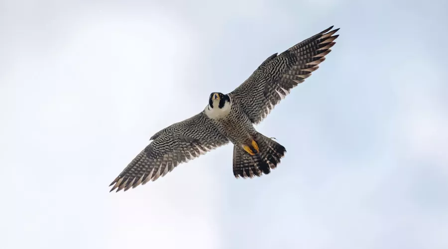  &copy;&nbsp;Фото пресс-службы банка Уралсиб