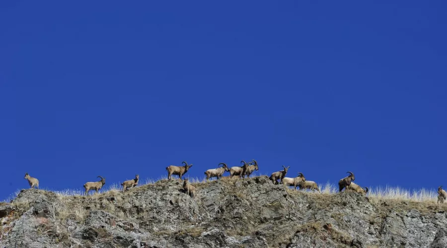  &copy;&nbsp;Фото пресс-службы Кавказского заповедника