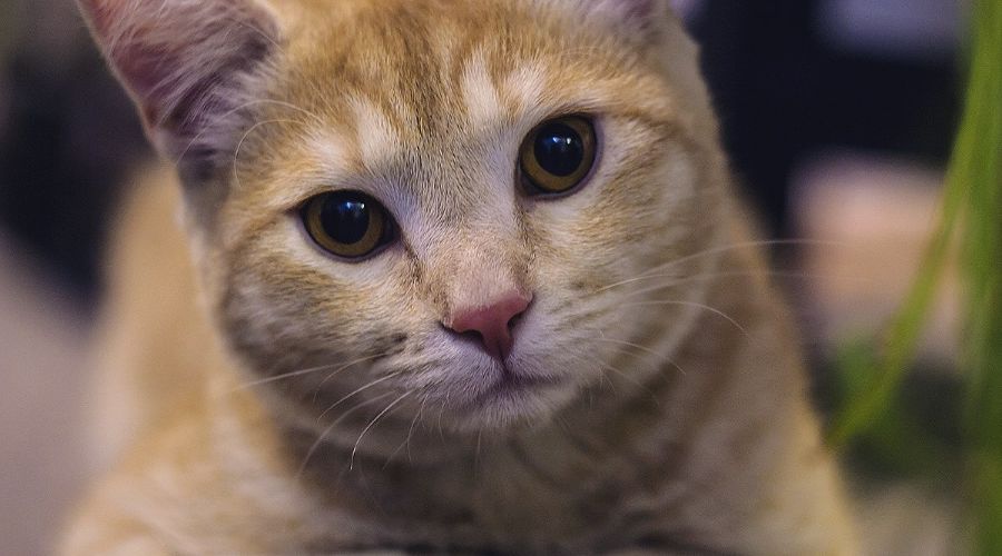 Кот Пиксель &copy;&nbsp;Фотография предоставлена пресс-службой КЦСИ &laquo;Типография&raquo;