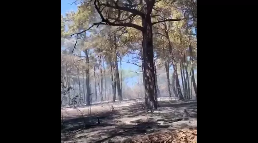  &copy;&nbsp;Кадр из видео краевого лесопожарного центра
