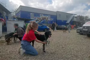 Ксения и Босяк в приюте «Краснодог» &copy;&nbsp;Фото Иолины Грибковой, Юга.ру