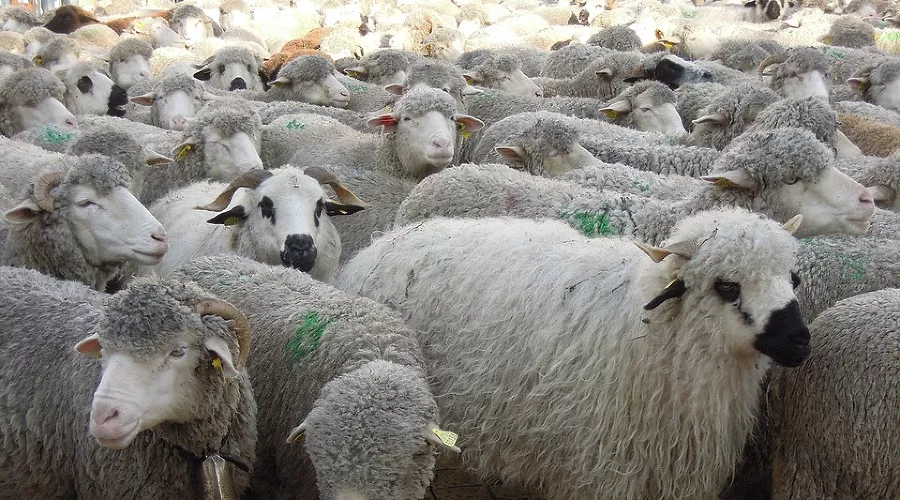  &copy;&nbsp;фото с сайта pixabay.com