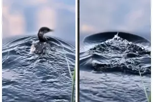  &copy;&nbsp;Скриншот из телеграм-канала &laquo;Спасаем море&raquo; https://t.me/spasemmore/1341